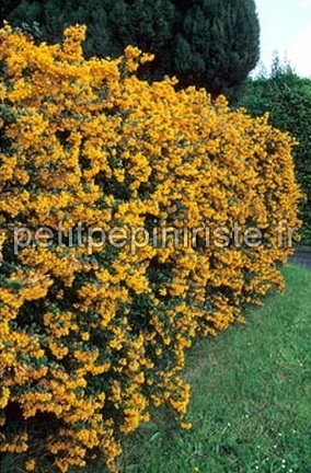 haie de berberis